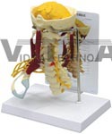 Deluxe Muscled Cervical Vertebrae Model w/ Anatomy Education Card